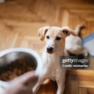 Hondenvoer